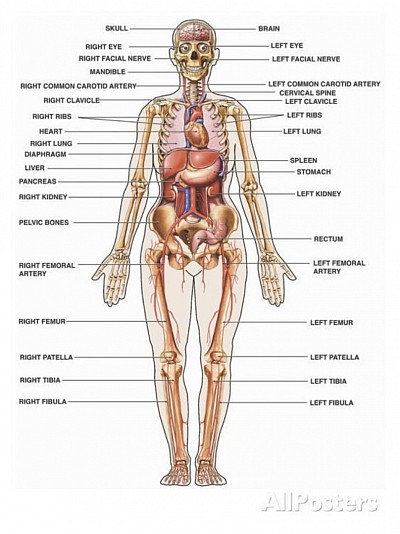 THE HUMAN BODY IN THE ANATOMICAL POSITION
